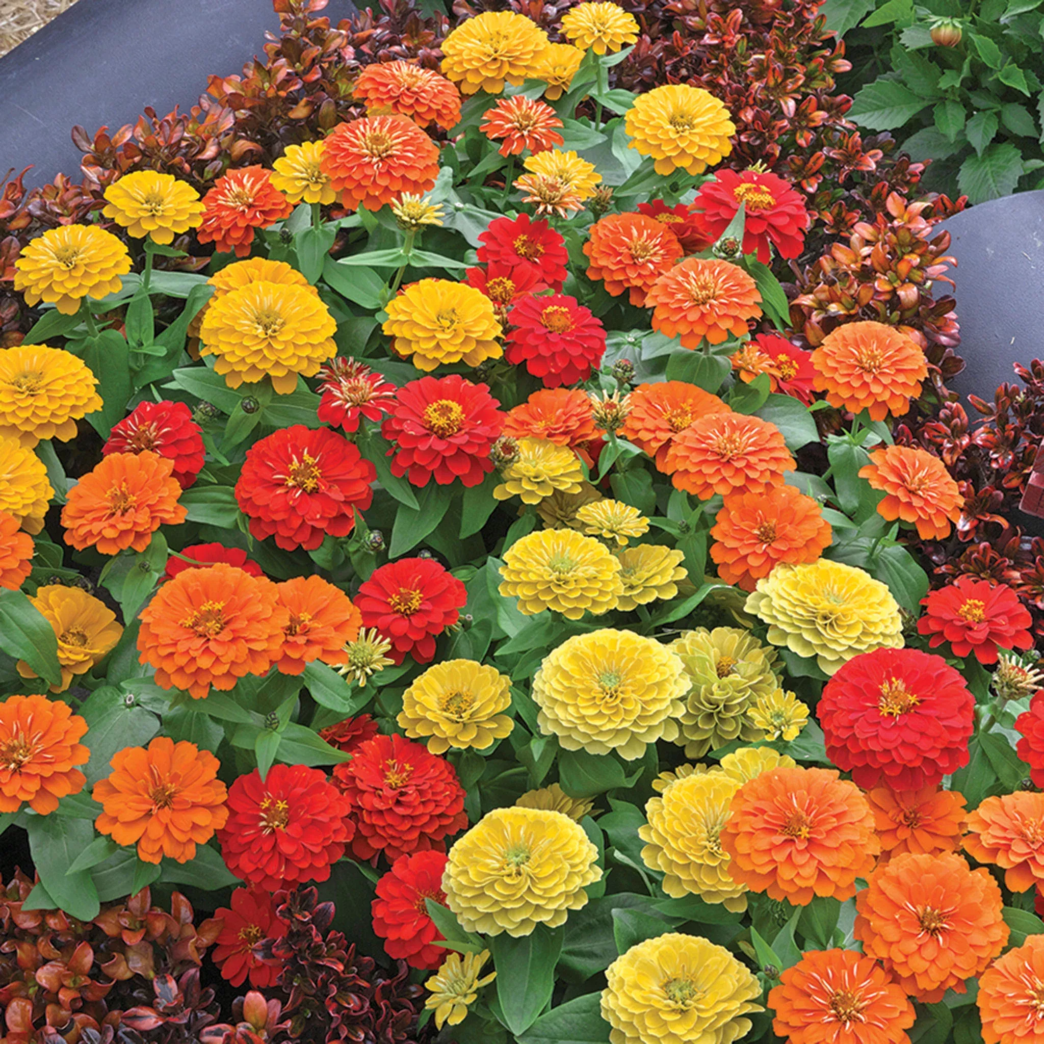 zinnia-preciosa-tropical-blend-hybrid Zinnia, Preciosa™ Tropical Blend Hybrid