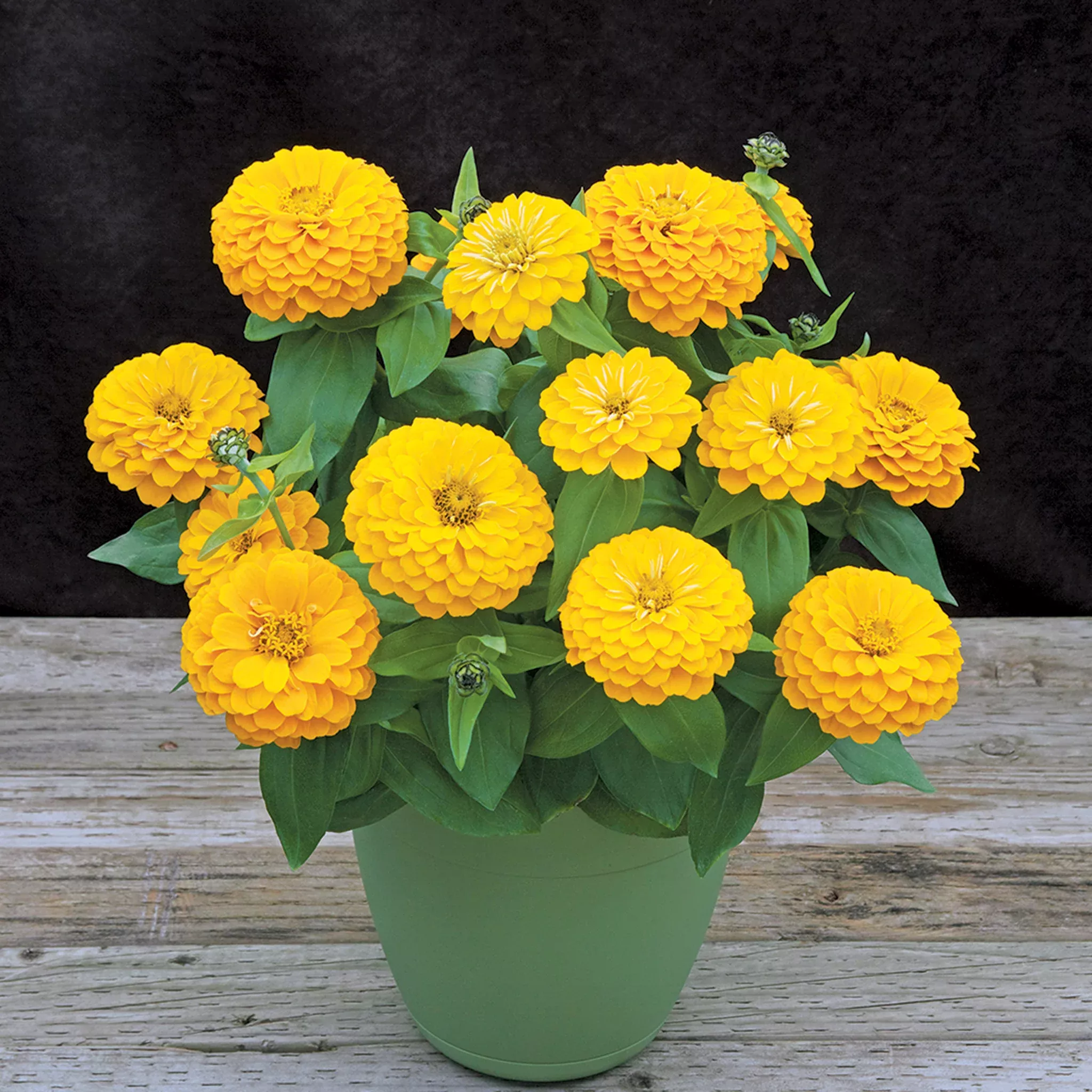 zinnia-preciosa-yellow-hybrid Zinnia, Preciosa™ Yellow Hybrid