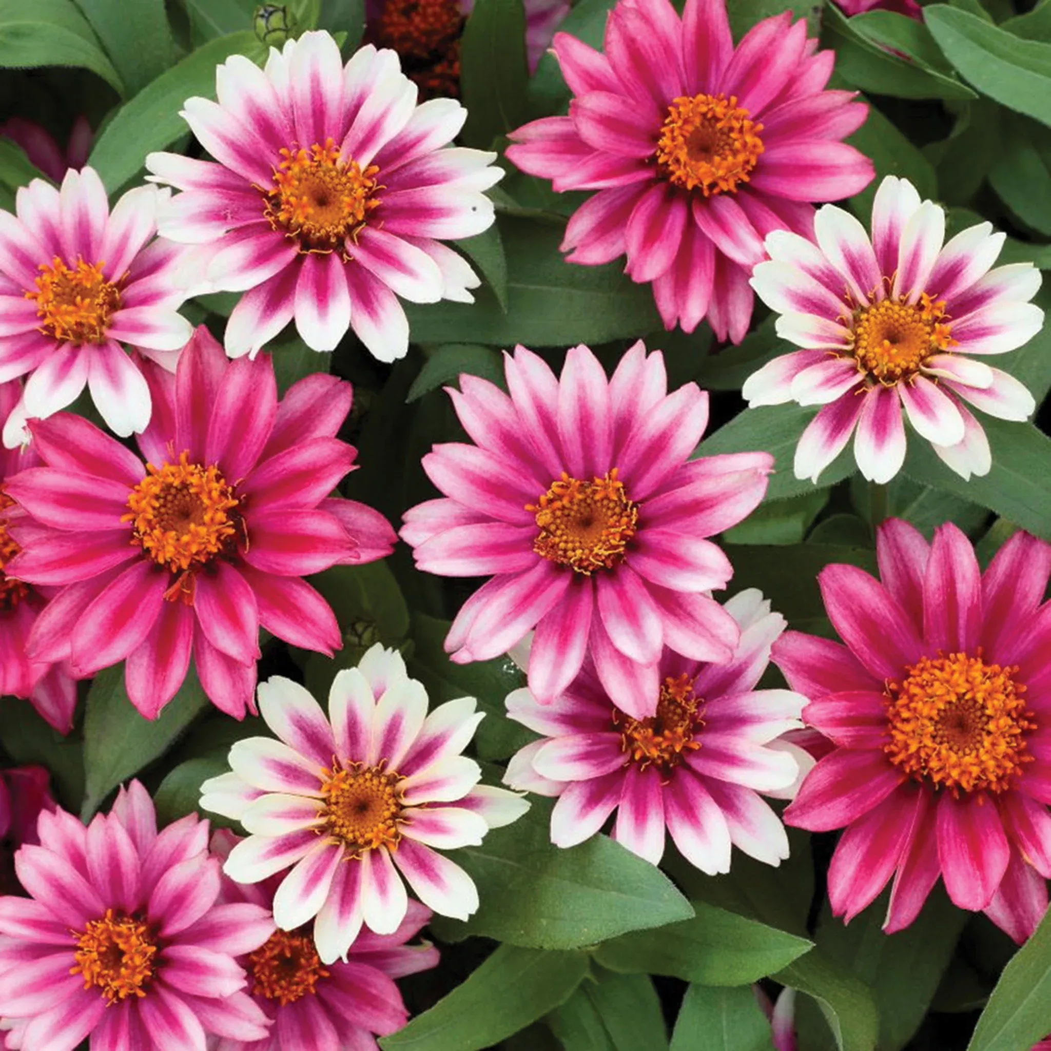 zinnia-profusion-cherry-bicolor-hybrid Zinnia, Profusion Cherry Bicolor Hybrid