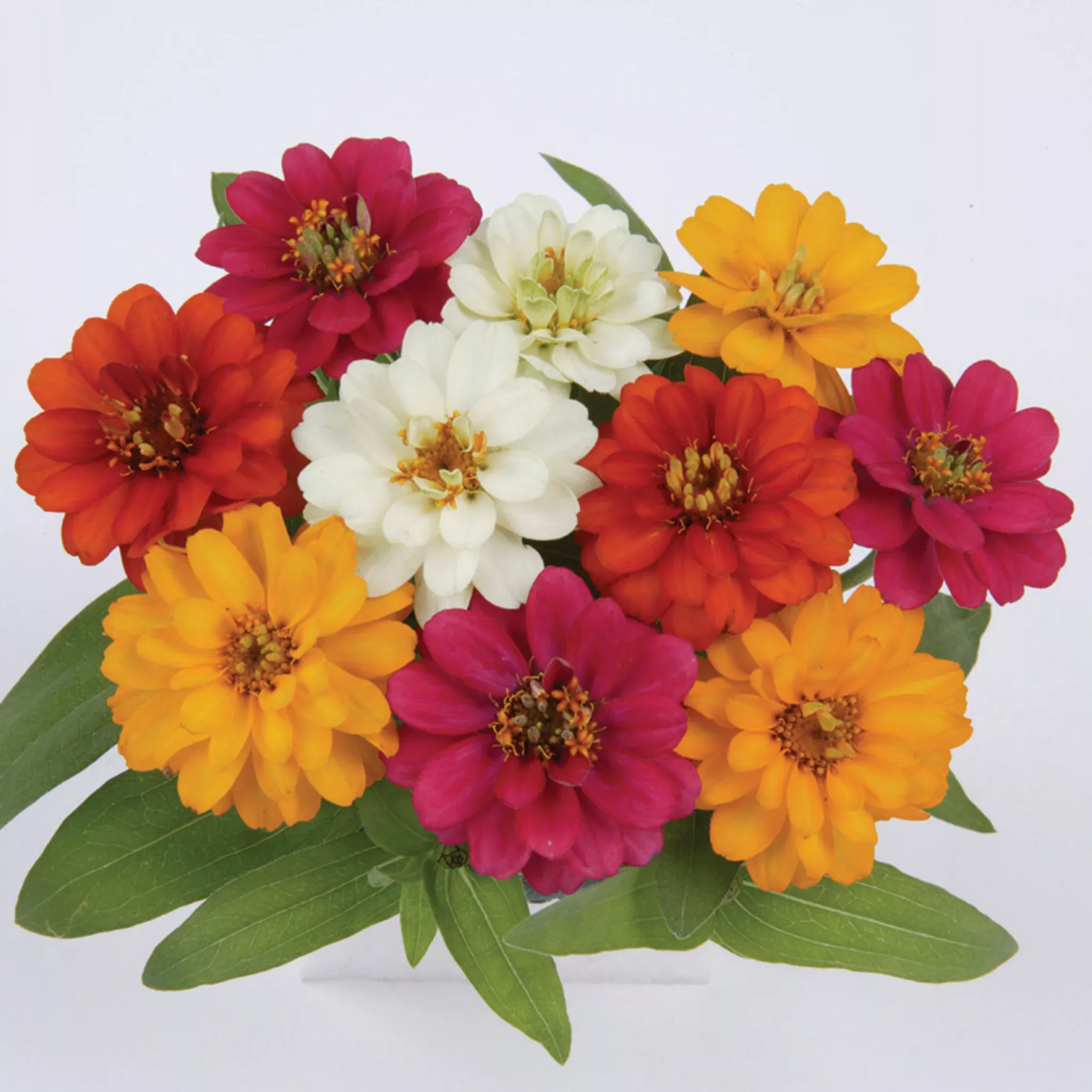zinnia-profusion-double-mix-hybrid Zinnia, Profusion Double Mix Hybrid