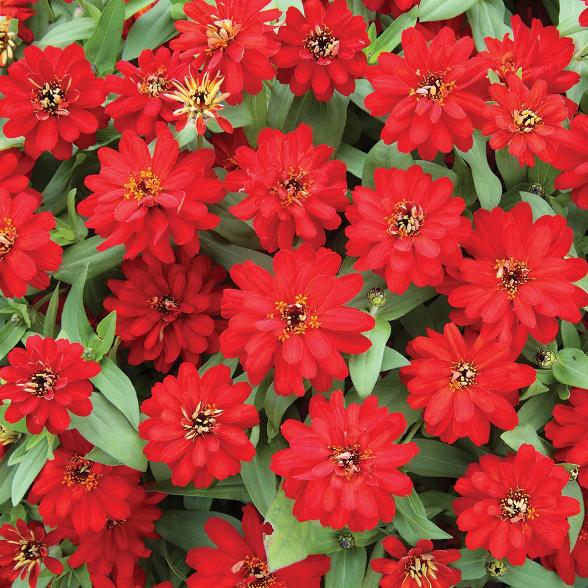 zinnia-profusion-double-red-hybrid Zinnia, Profusion Double Red Hybrid