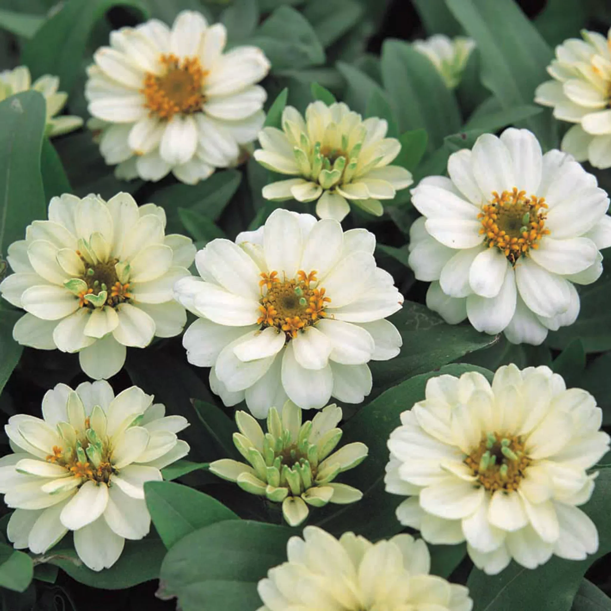 zinnia-profusion-double-white-hybrid Zinnia, Profusion Double White Hybrid