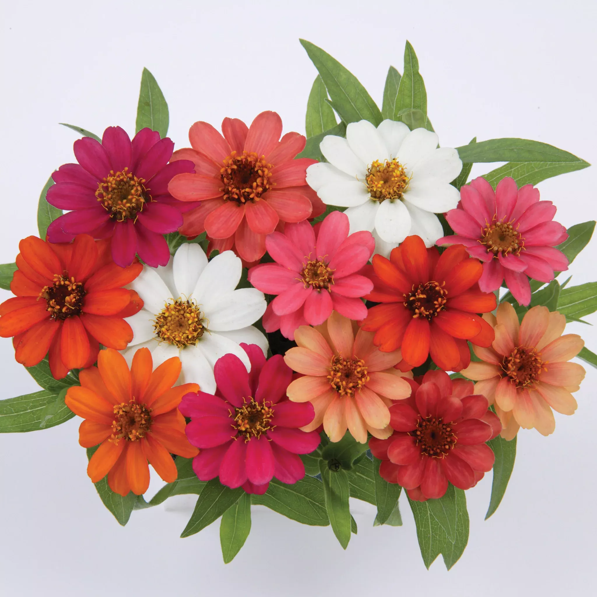 zinnia-profusion-mix-hybrid Zinnia, Profusion Mix Hybrid