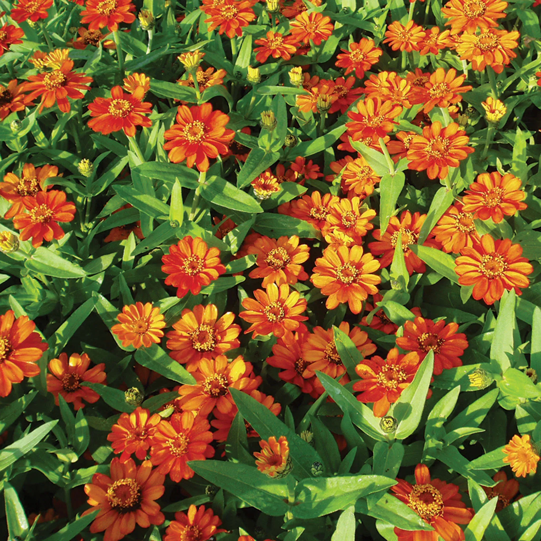 zinnia-profusion-orange-hybrid Zinnia, Profusion Orange Hybrid