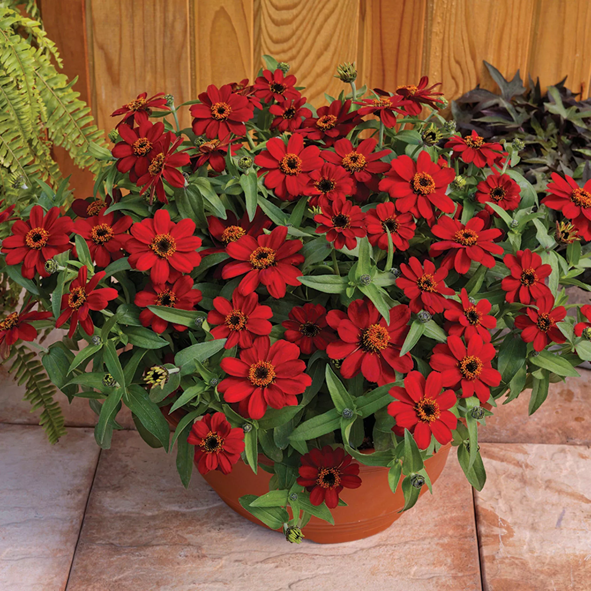 zinnia-profusion-red-hybrid Zinnia, Profusion Red Hybrid