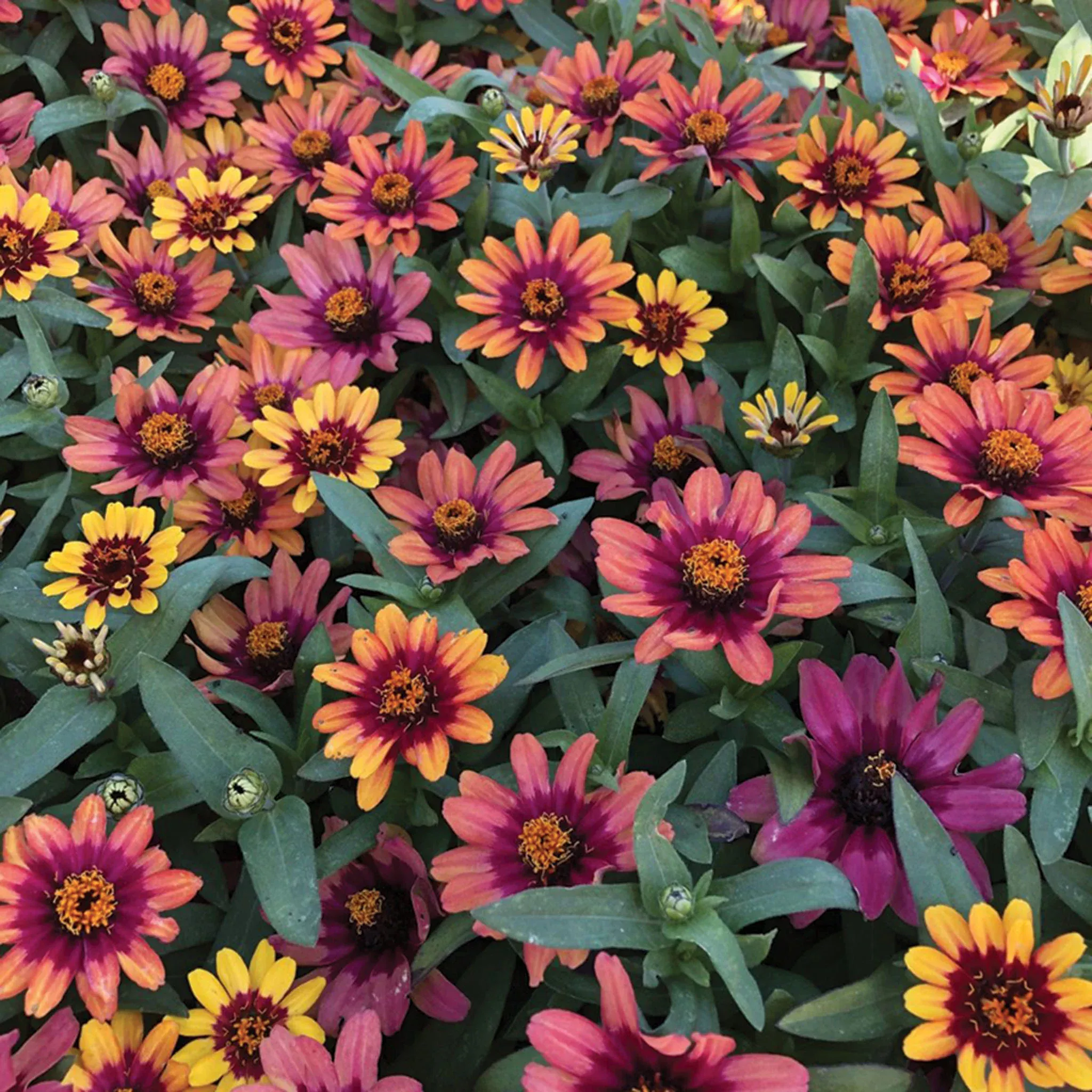 zinnia-profusion-red-yellow-bicolor-hybrid Zinnia, Profusion Red Yellow Bicolor Hybrid