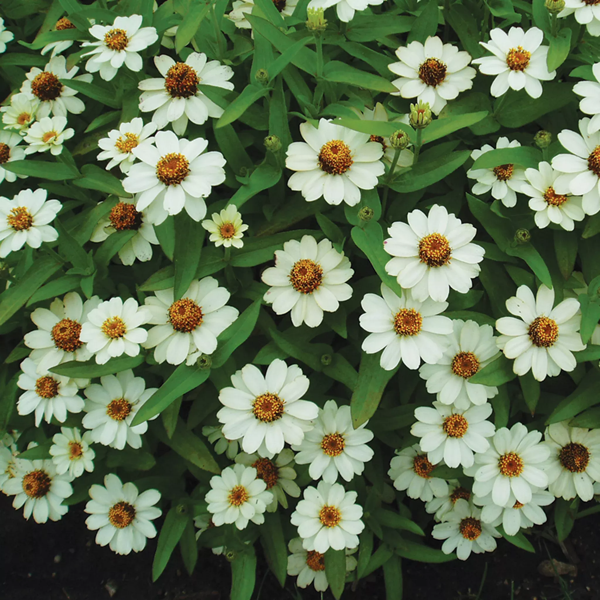 zinnia-profusion-white-hybrid Zinnia, Profusion White Hybrid