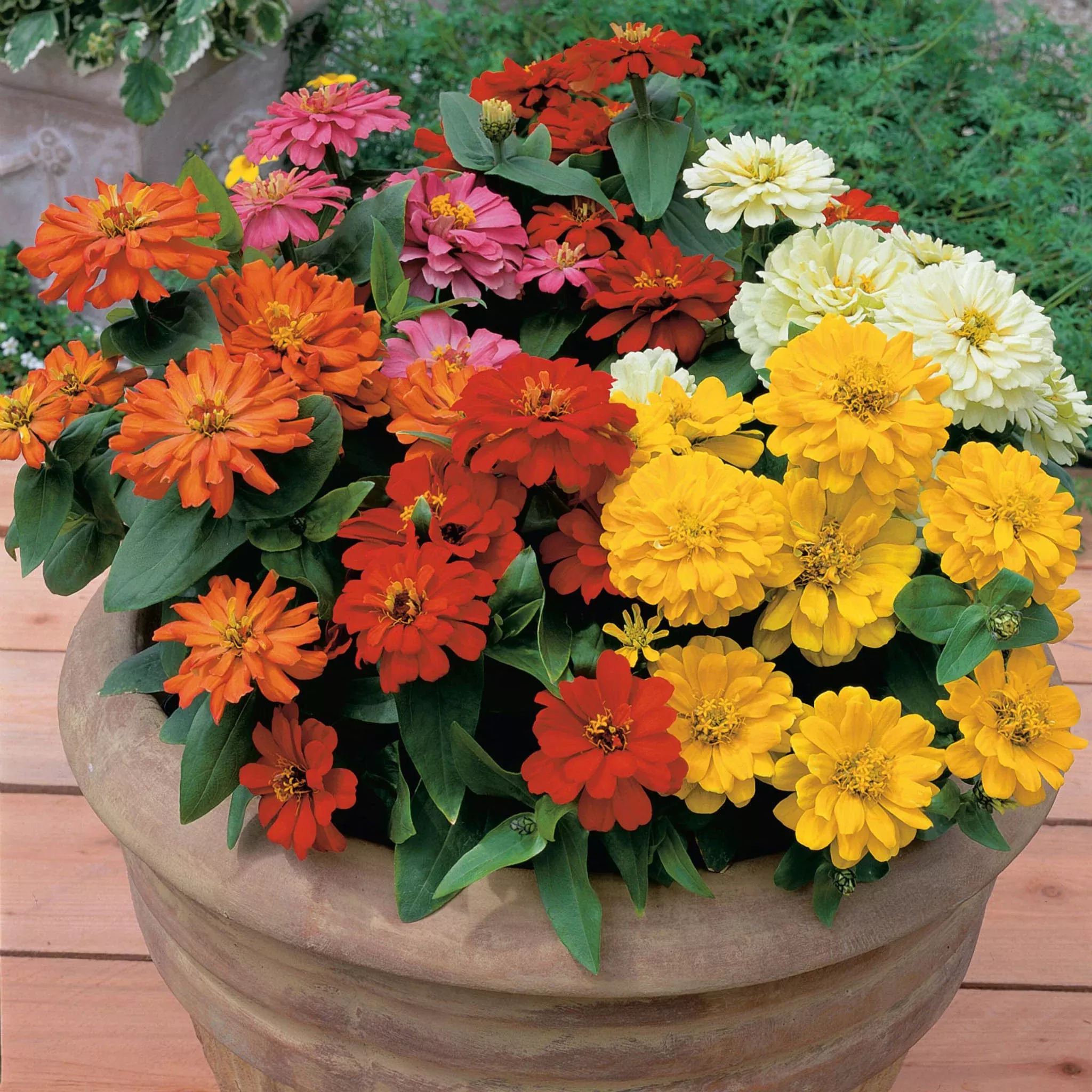 zinnia-short-stuff-mix Zinnia,Short Stuff Mix