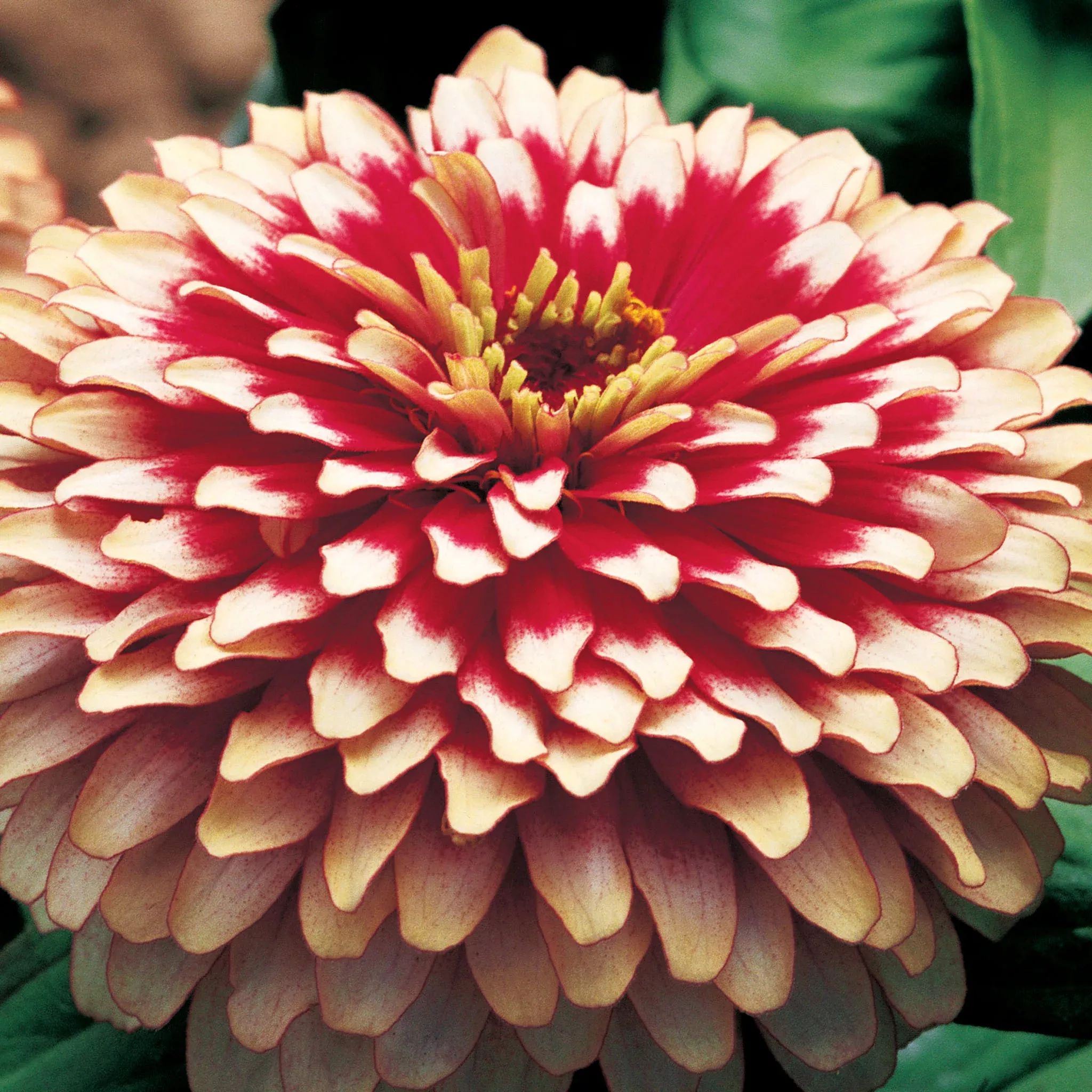 zinnia-swizzle-cherry-ivory-hybrid Zinnia, Swizzle™ Cherry & Ivory Hybrid