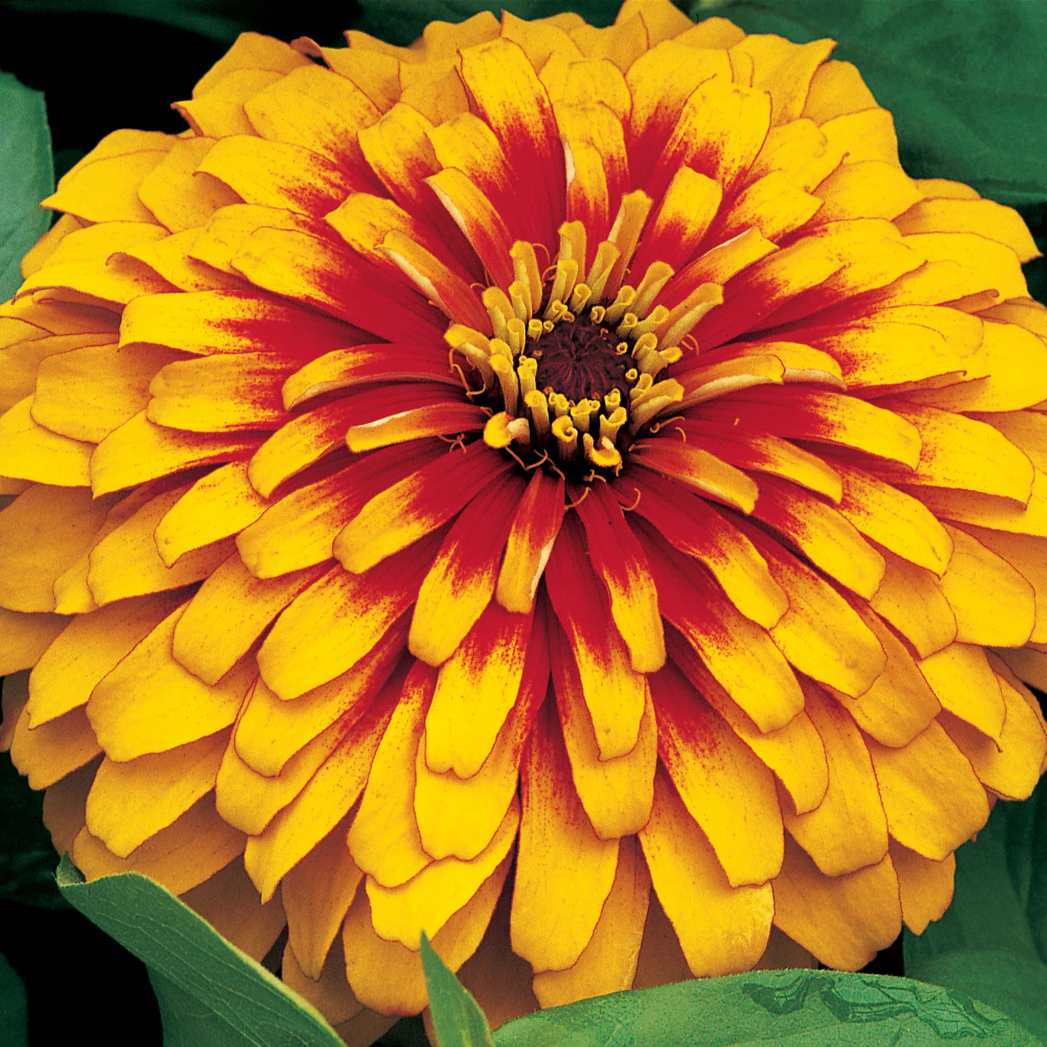 Zinnia, Swizzle™ Scarlet & Yellow Hybrid