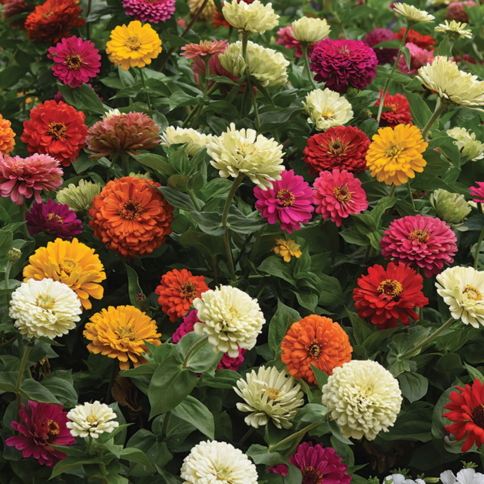 Zinnia, Tetra State Fair Mix
