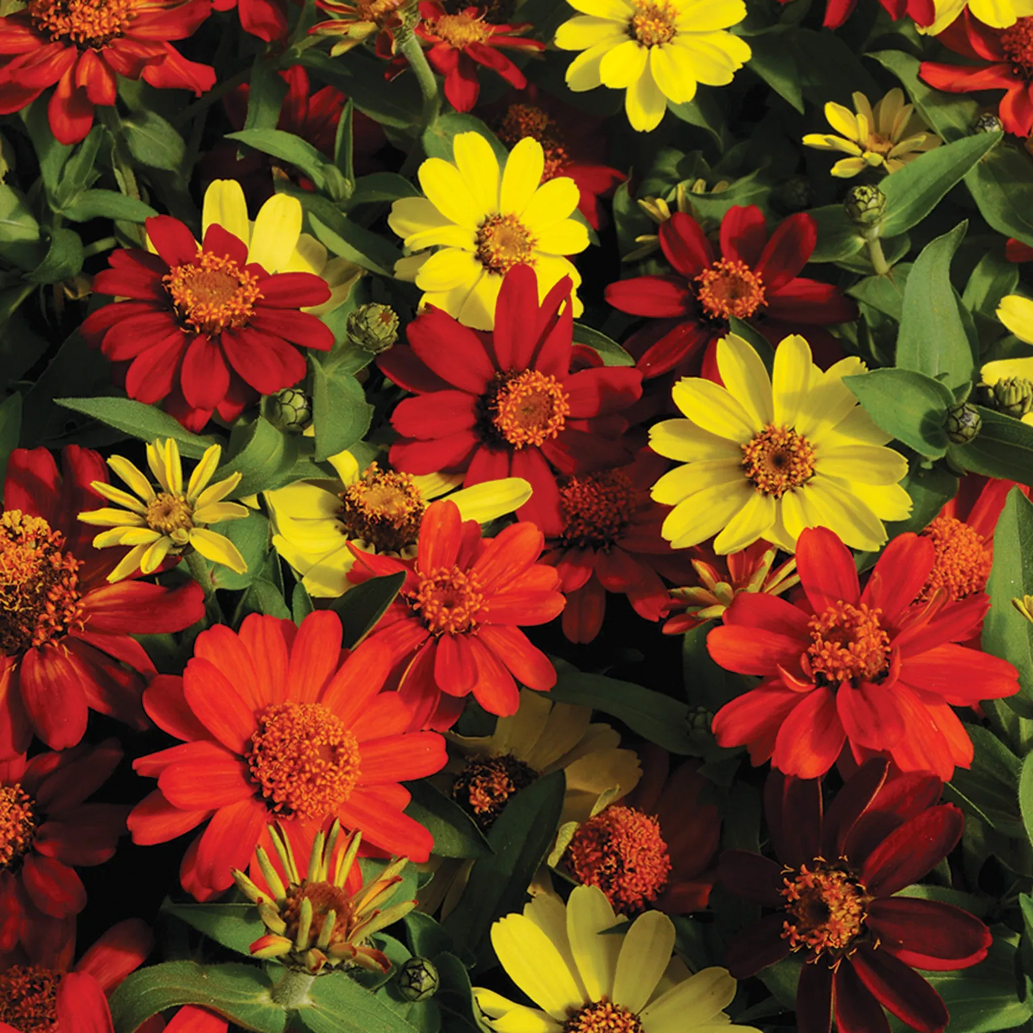 Zinnia, Zahara Bonfire Mix