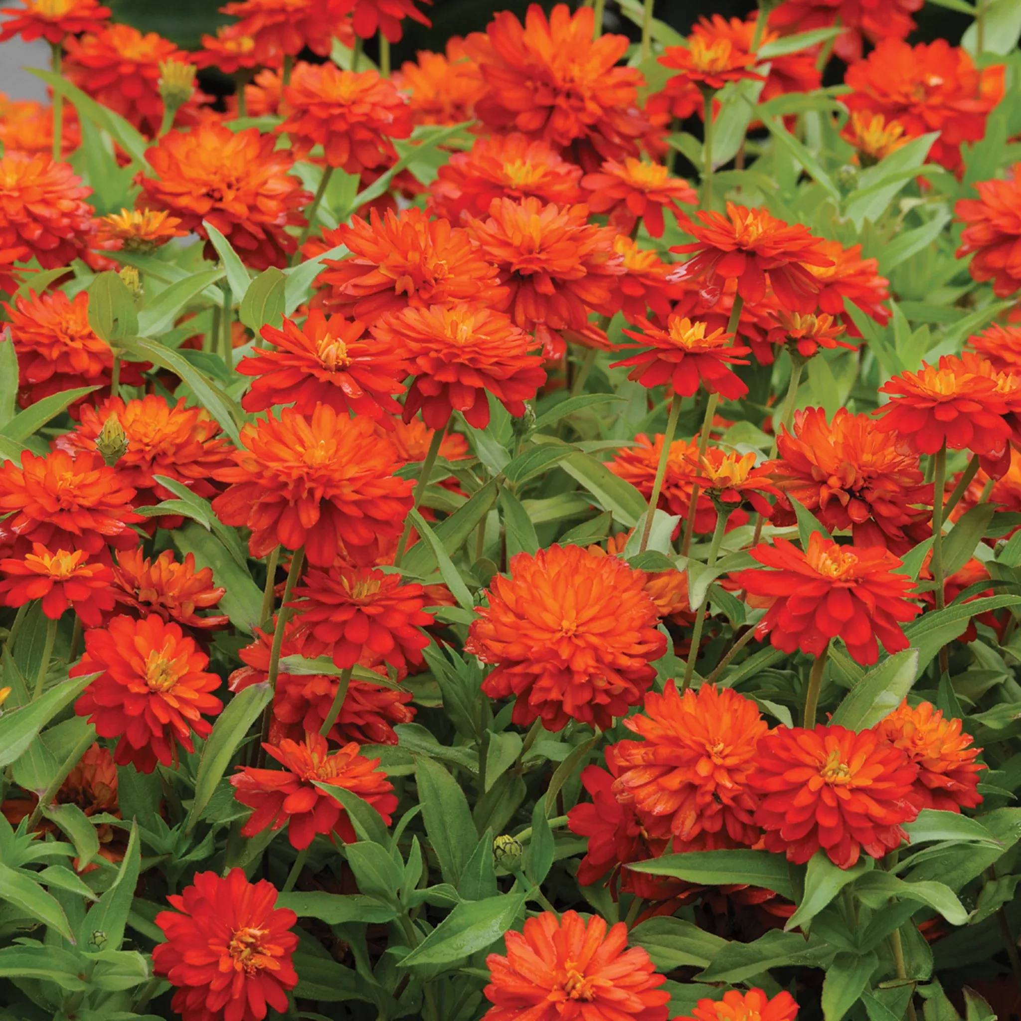 Zinnia, Zahara™ Double Fire