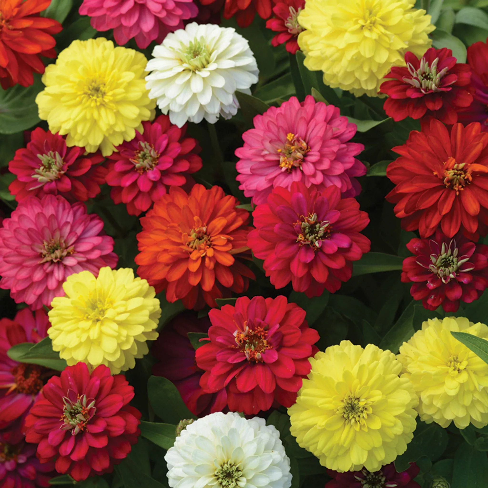 Zinnia, Zahara™ Double Mix