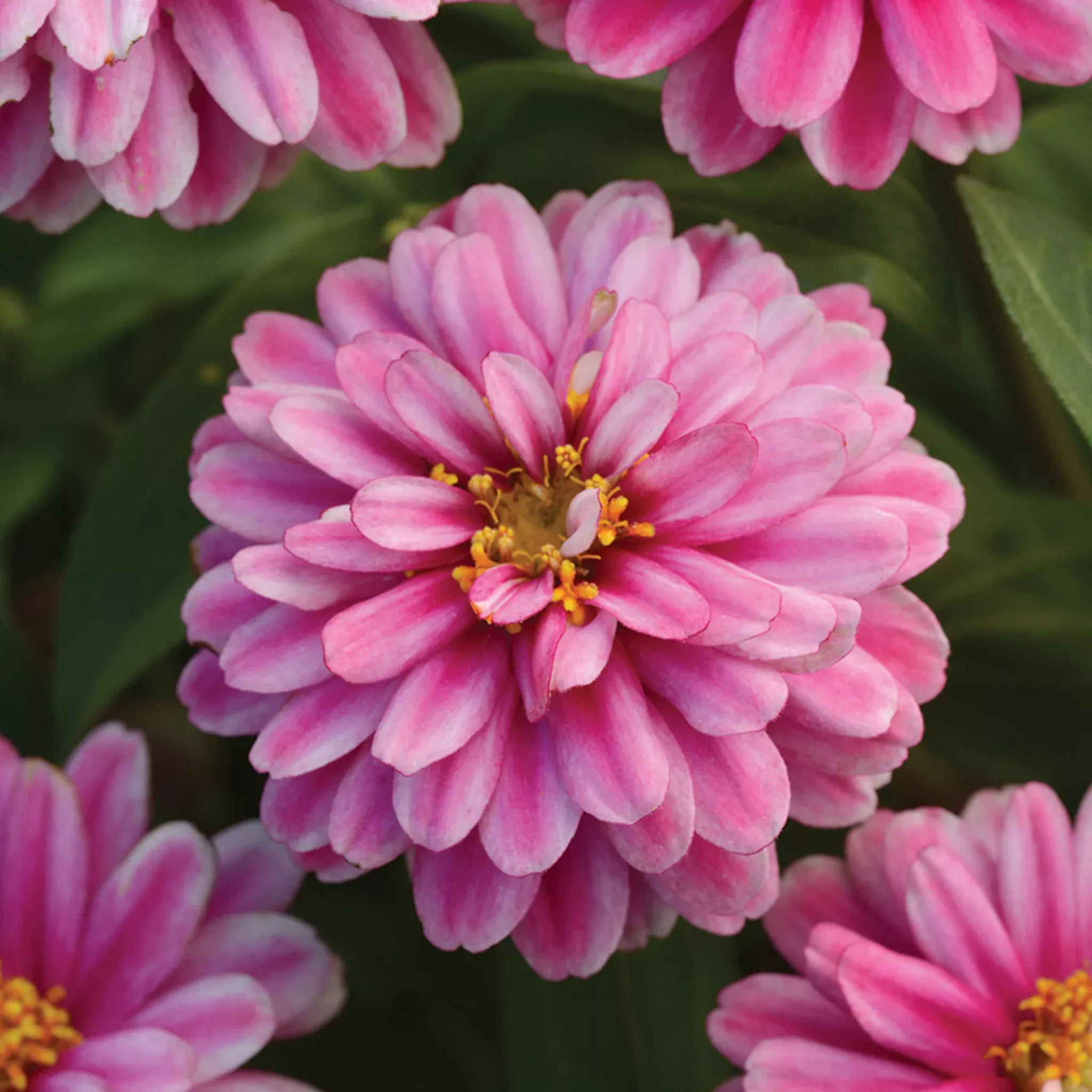 Zinnia, Zahara™ Double Raspberry Ripple