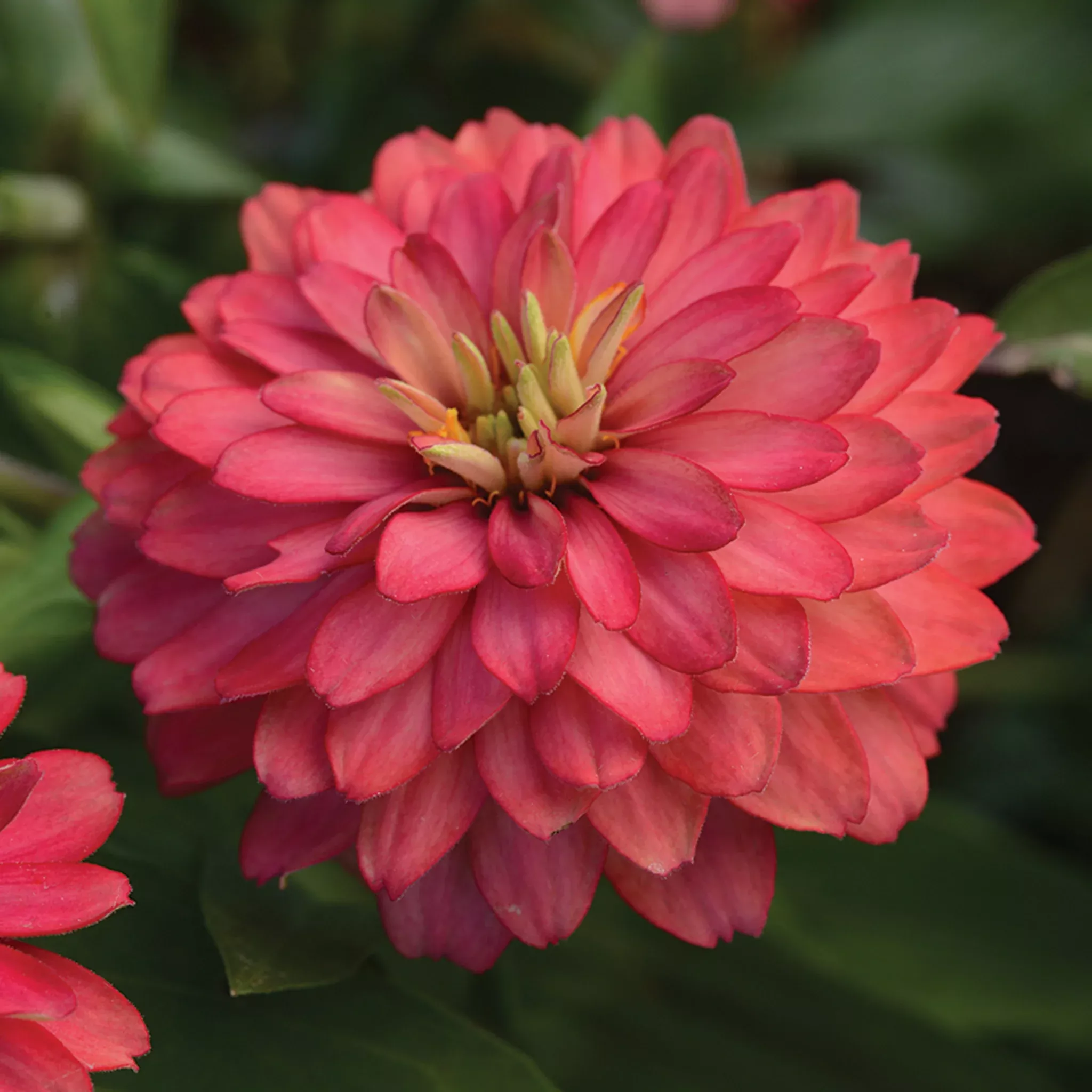 zinnia-zahara-double-salmon Zinnia, Zahara™ Double Salmon