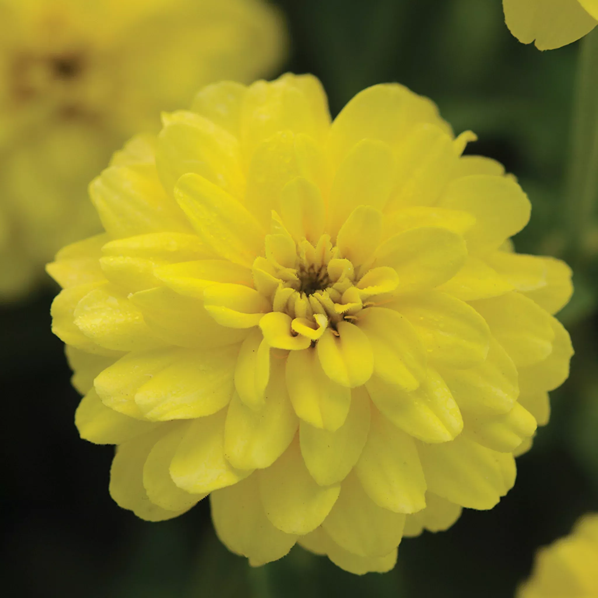 zinnia-zahara-double-yellow Zinnia, Zahara™ Double Yellow
