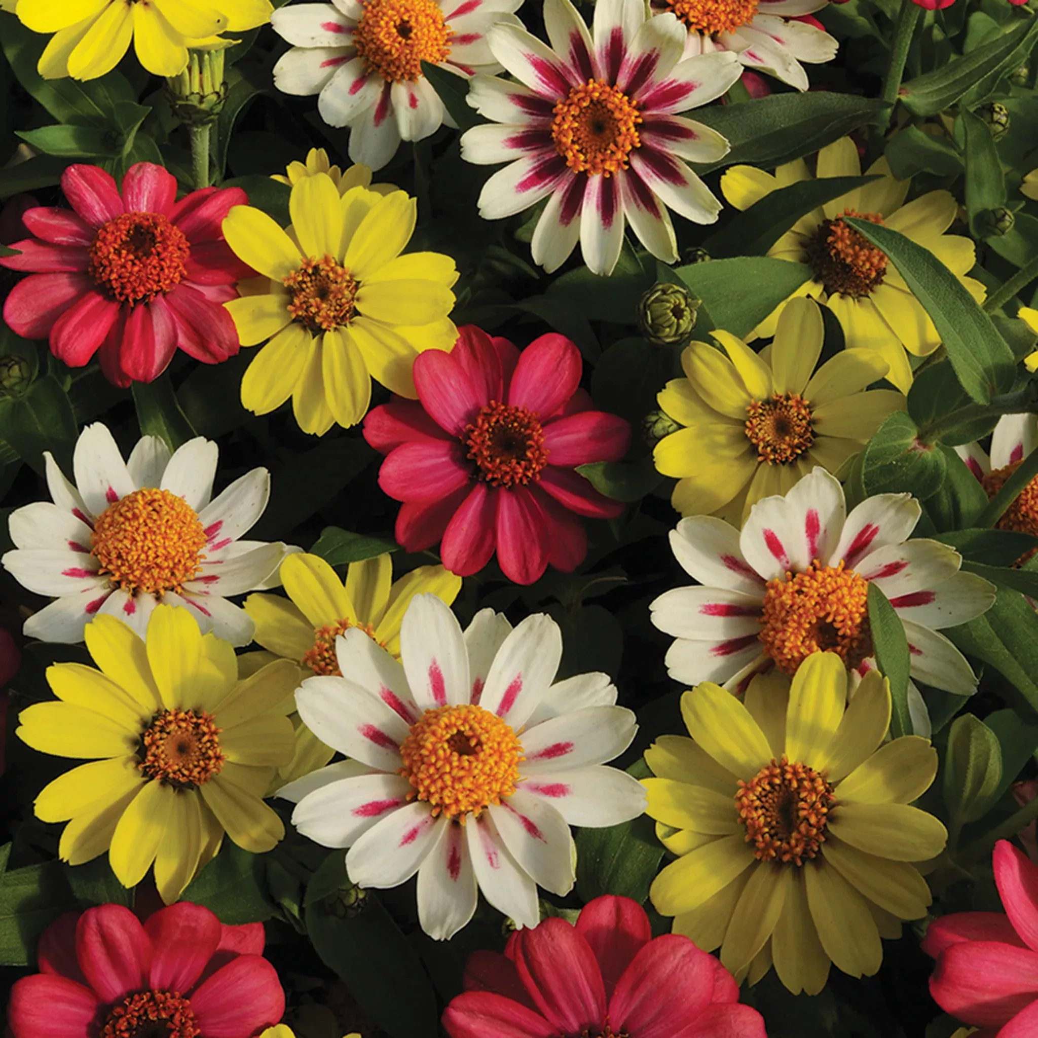 Zinnia, Zahara Raspberry Lemonade Mix