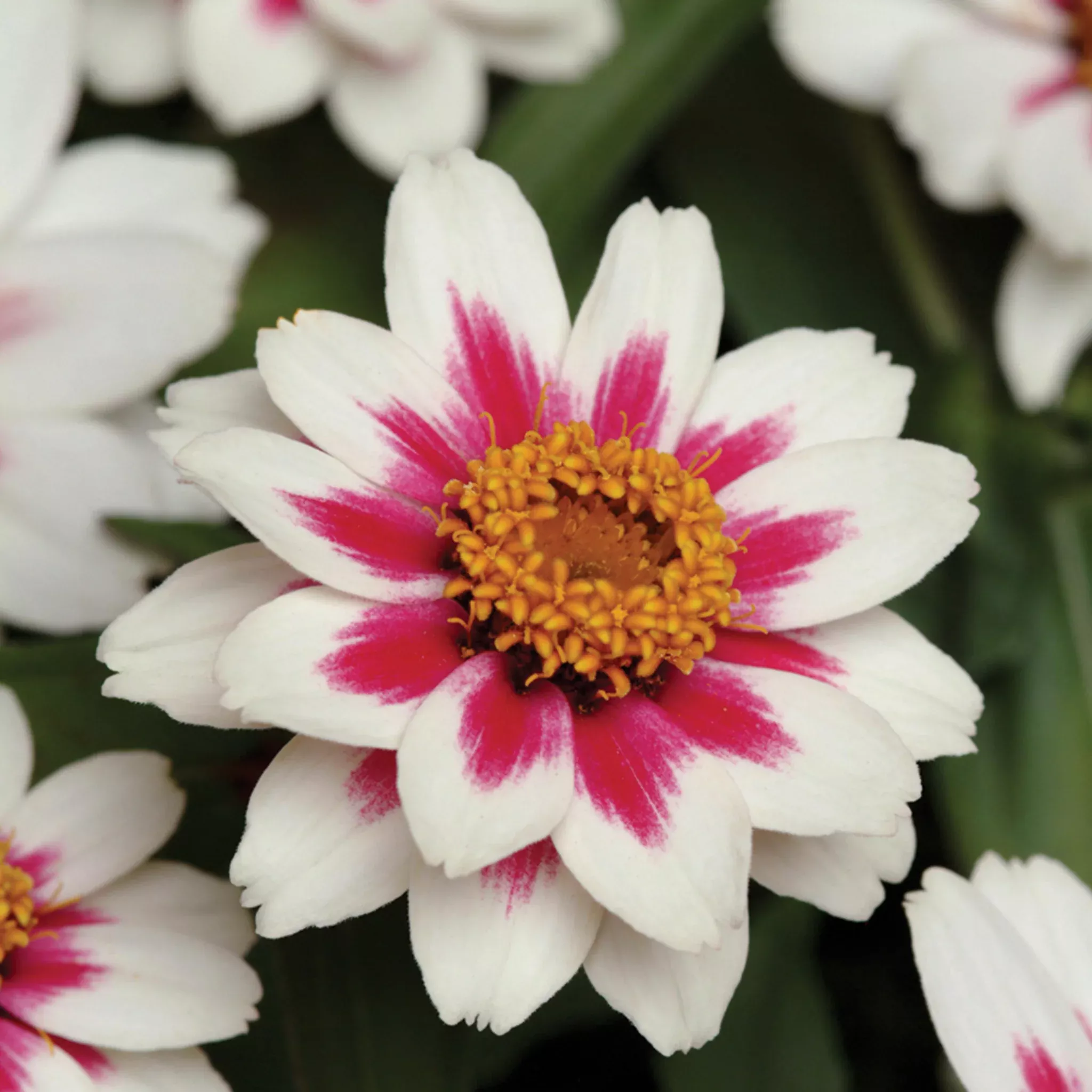 Zinnia, Zahara Starlight Rose