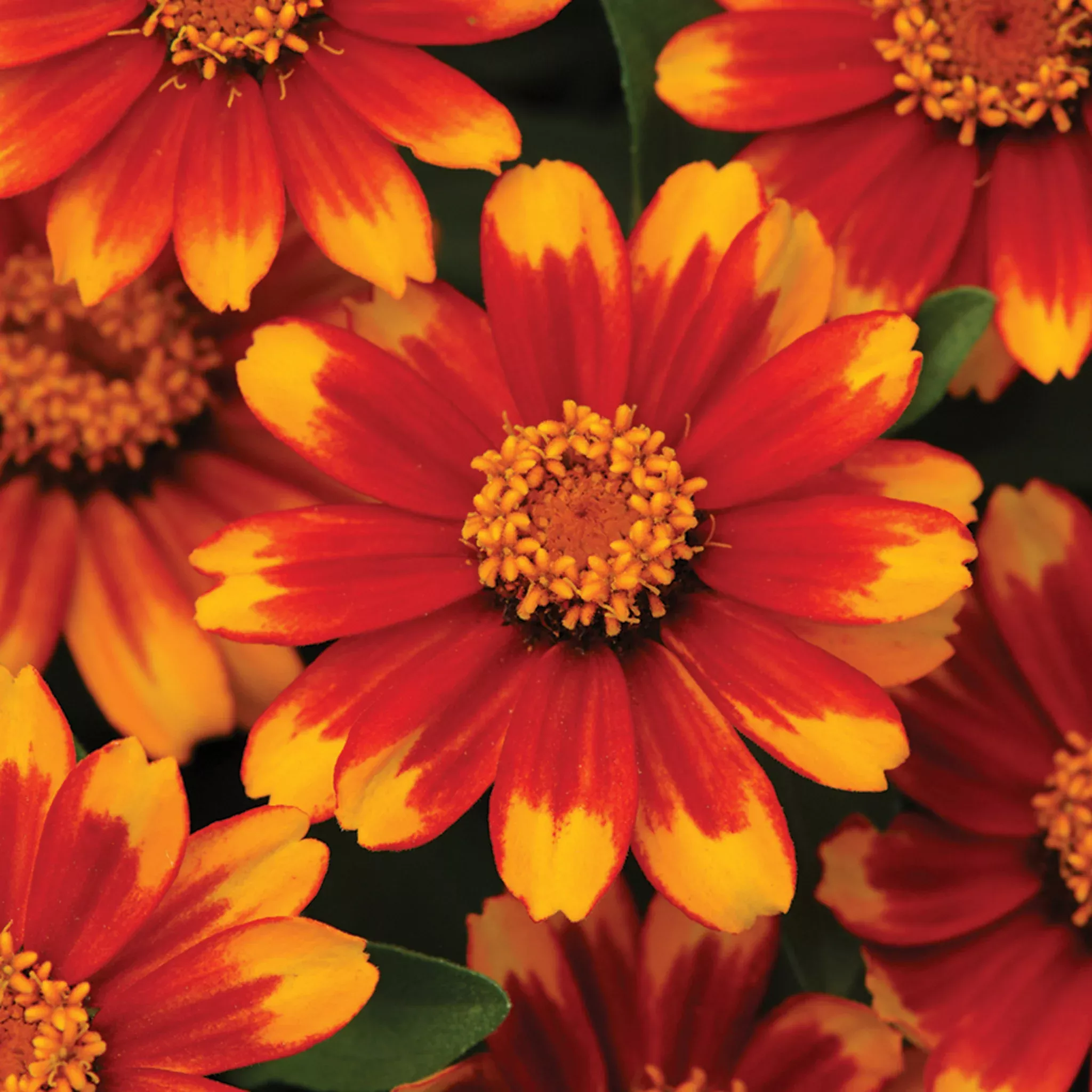 Zinnia, Zahara Sunburst