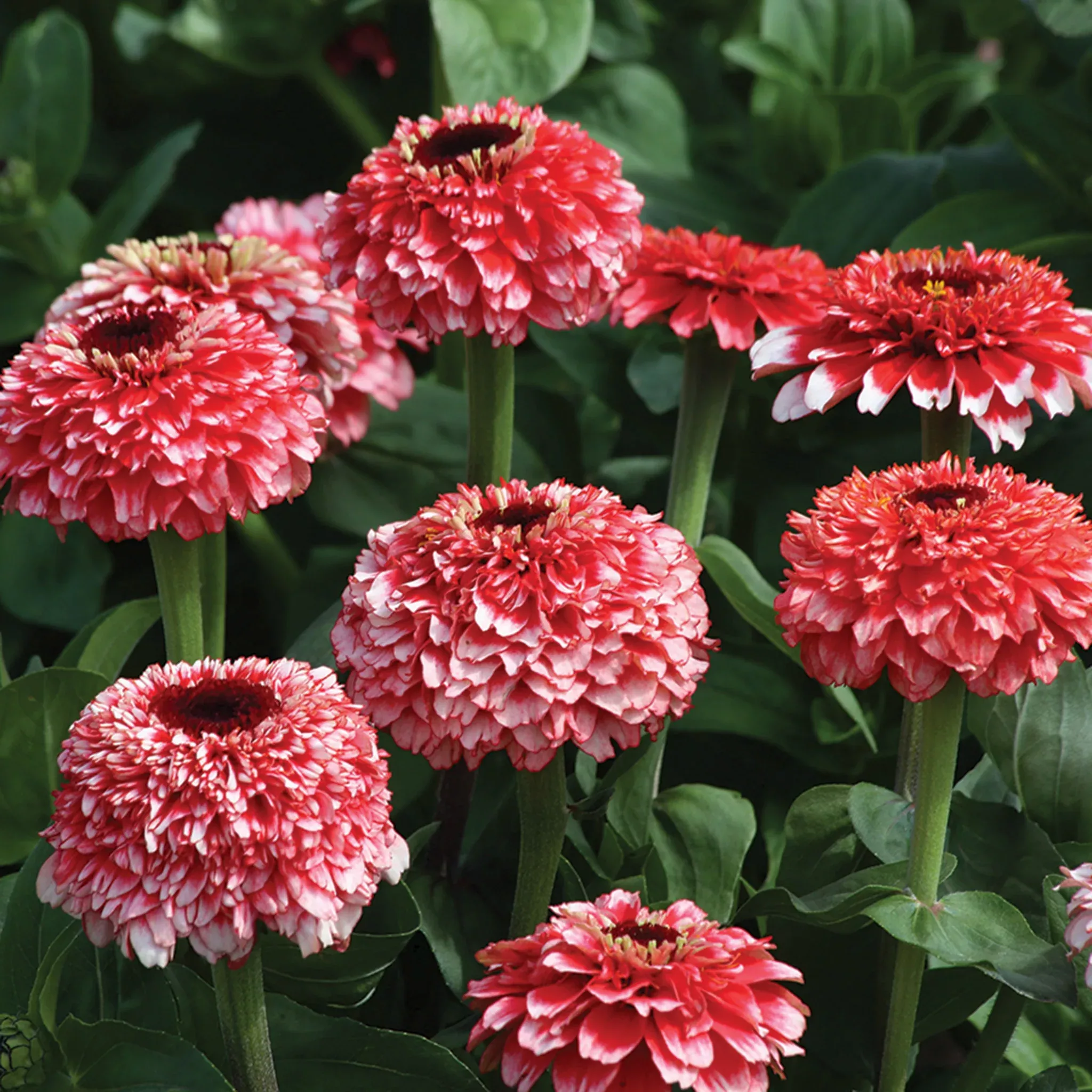 zinnia-zinderella-fizz Zinnia, Zinderella Fizz