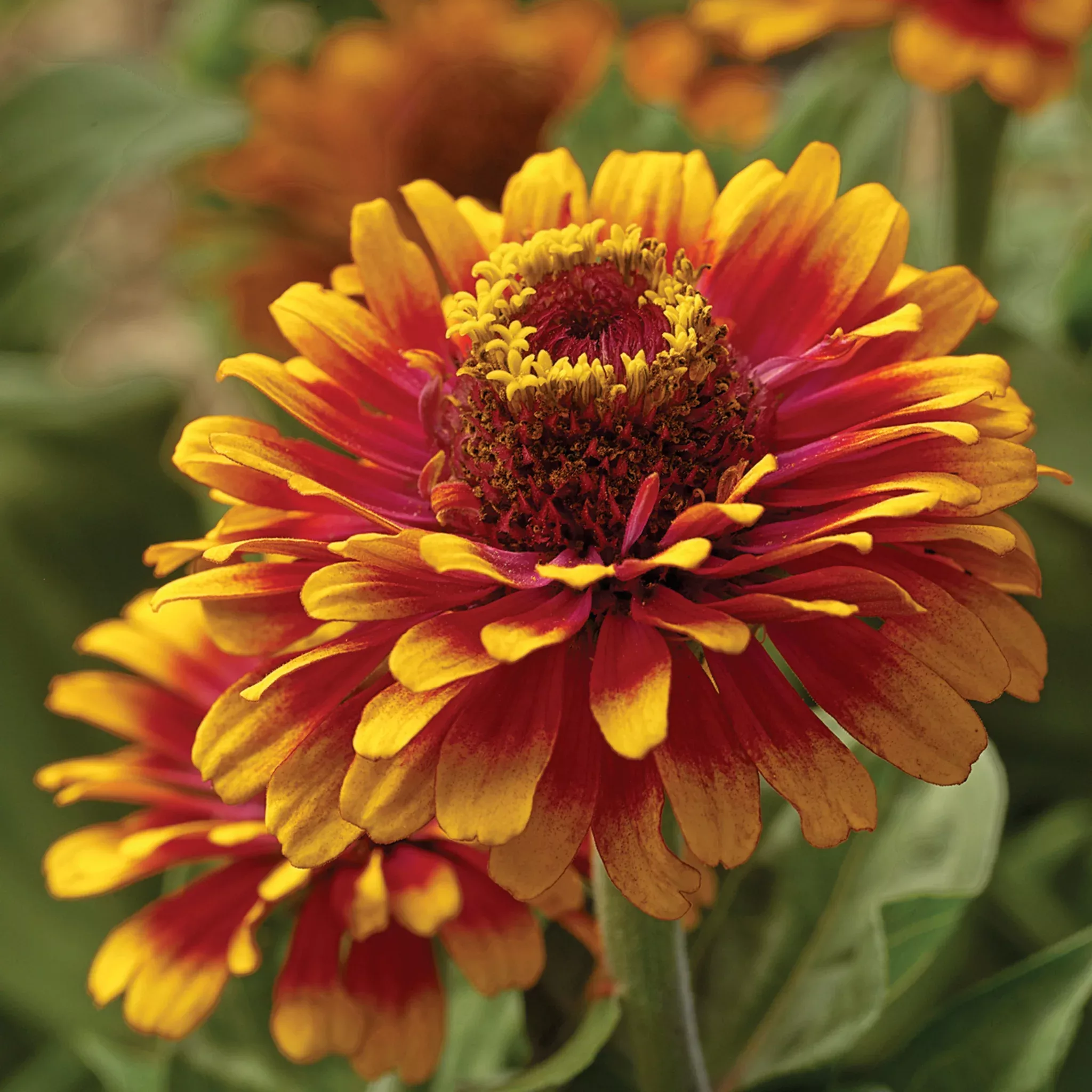 zinnia-zowie-yellow-flame-hybrid Zinnia, Zowie!™ Yellow Flame Hybrid