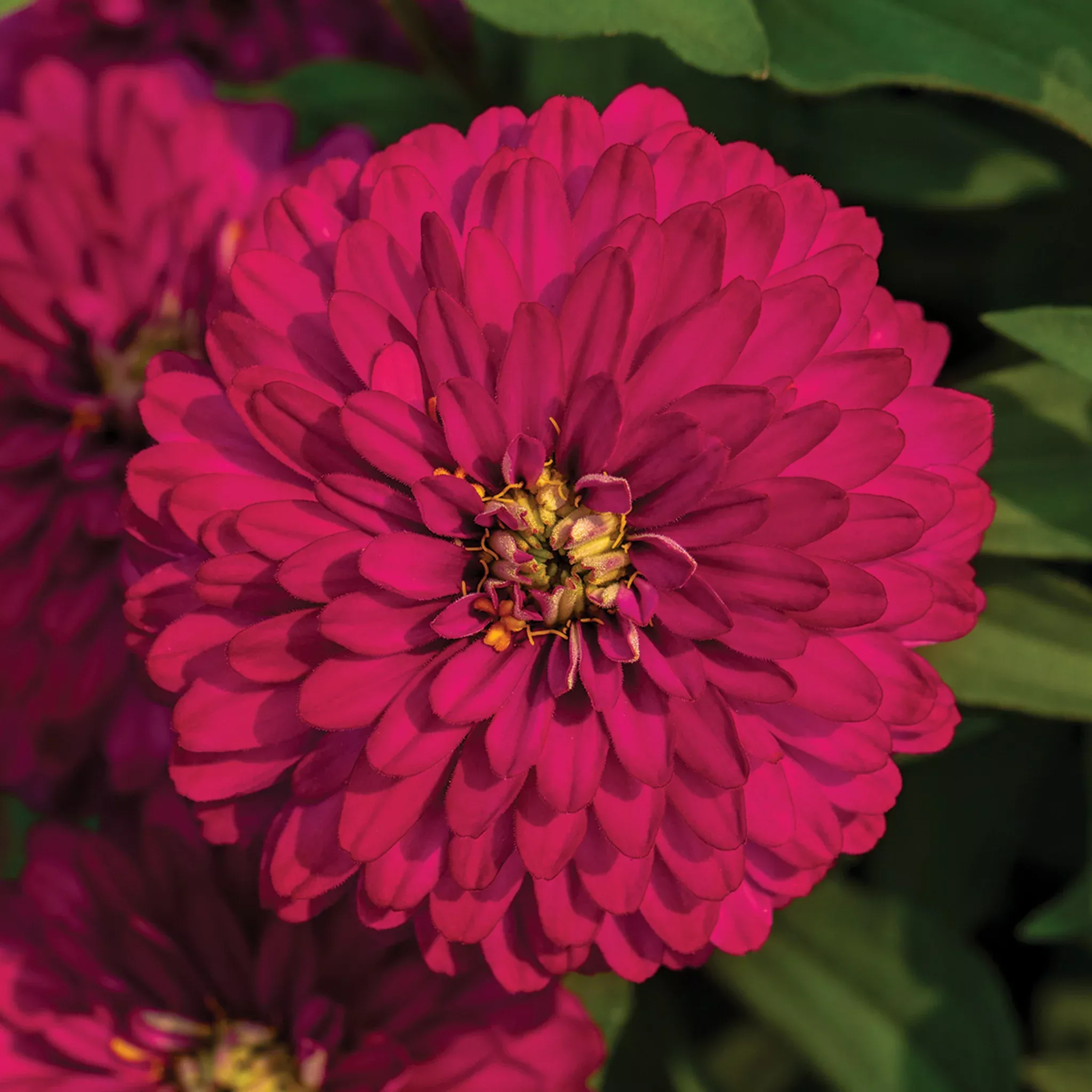 zinnia-zydeco-cherry Zinnia, Zydeco™ Cherry