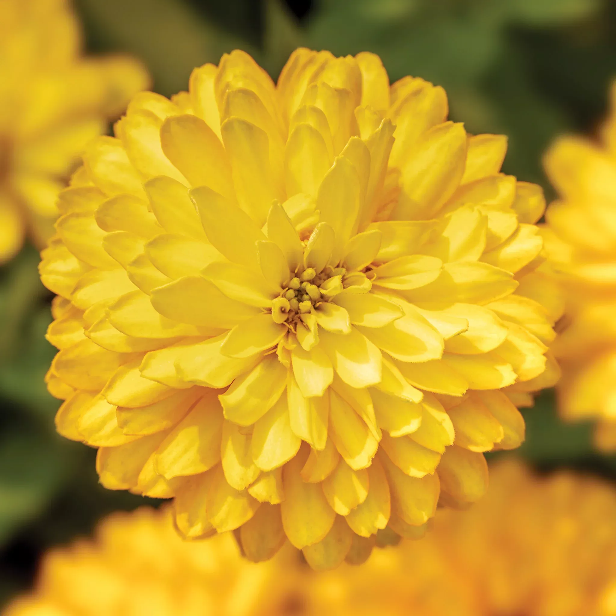 zinnia-zydeco-deep-yellow Zinnia, Zydeco™ Deep Yellow