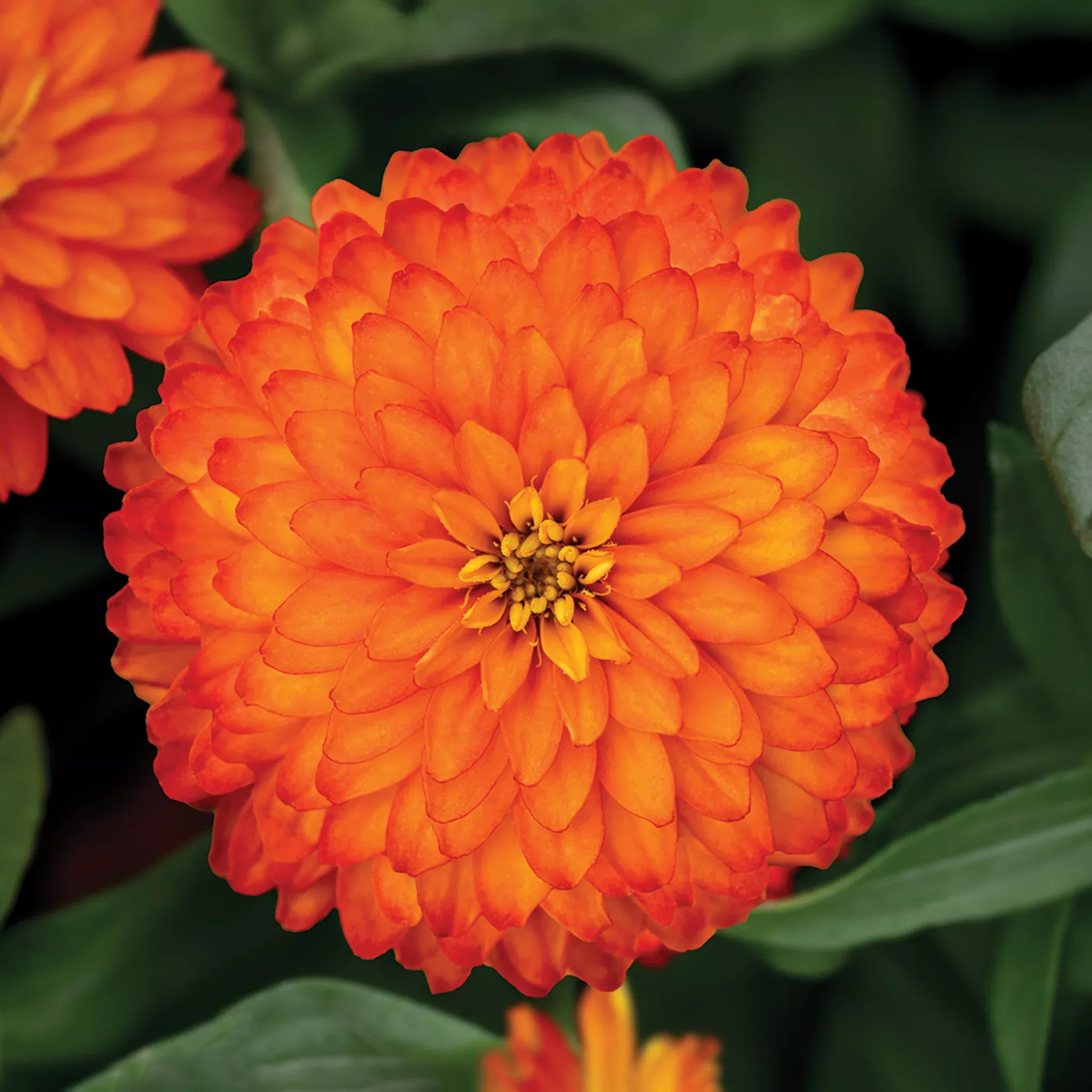 zinnia-zydeco-fire Zinnia, Zydeco™ Fire
