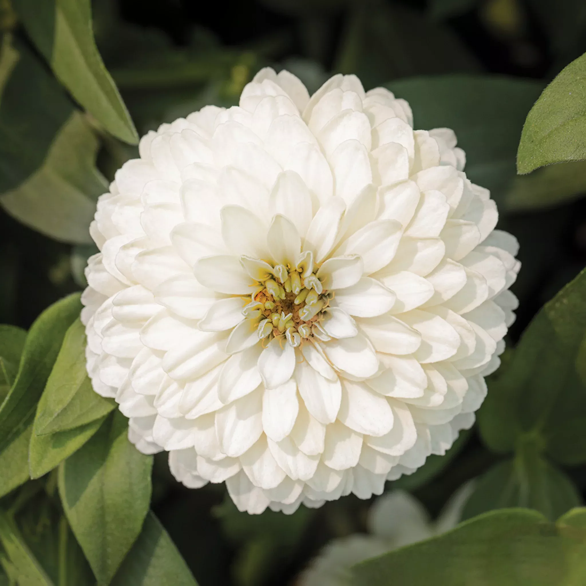 zinnia-zydeco-white Zinnia, Zydeco™ White