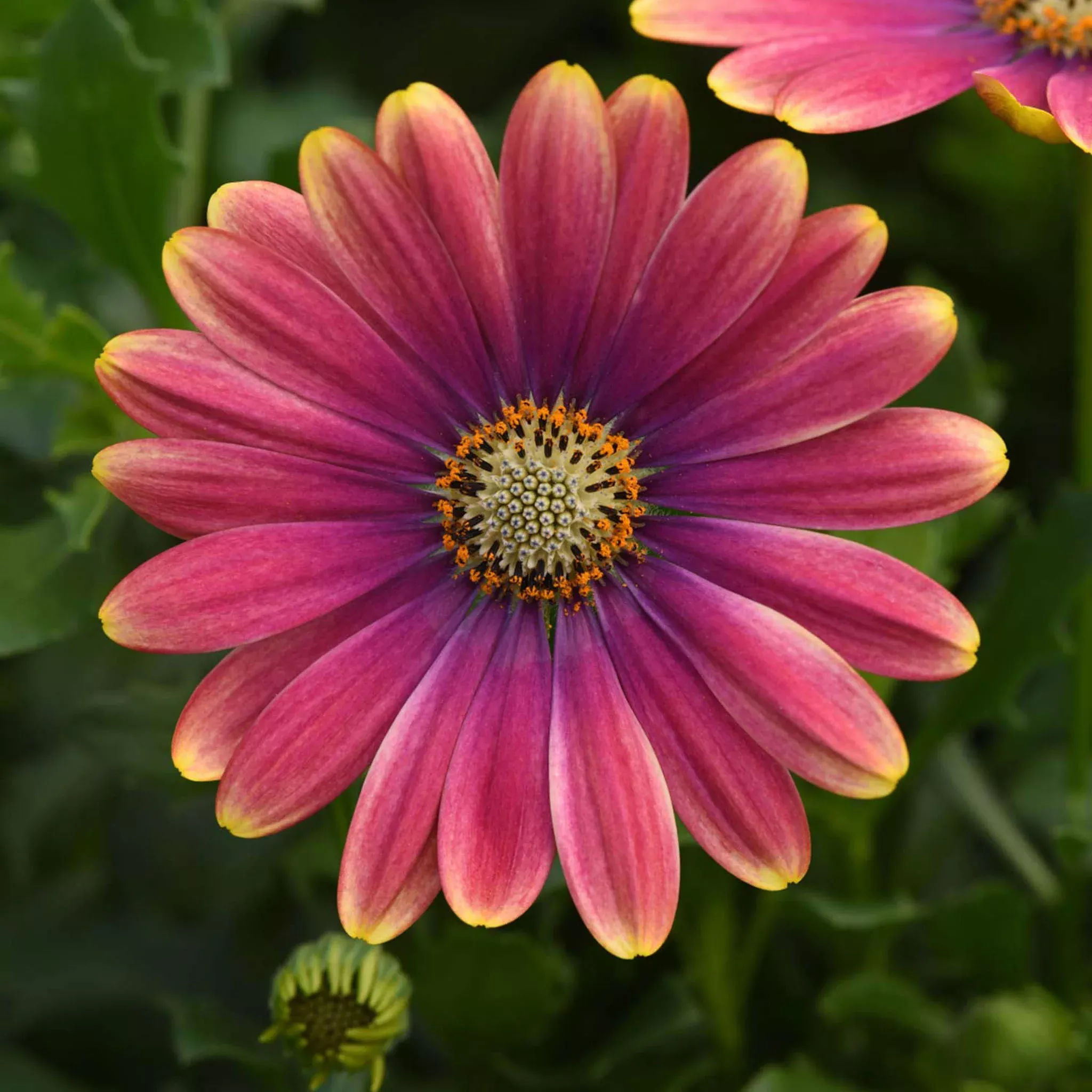 zion-pink-sun-osteospermum-plants Zion Pink Sun Osteospermum Plants