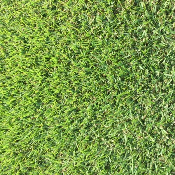 zoysia-grass-plugs Zoysia Grass Plugs