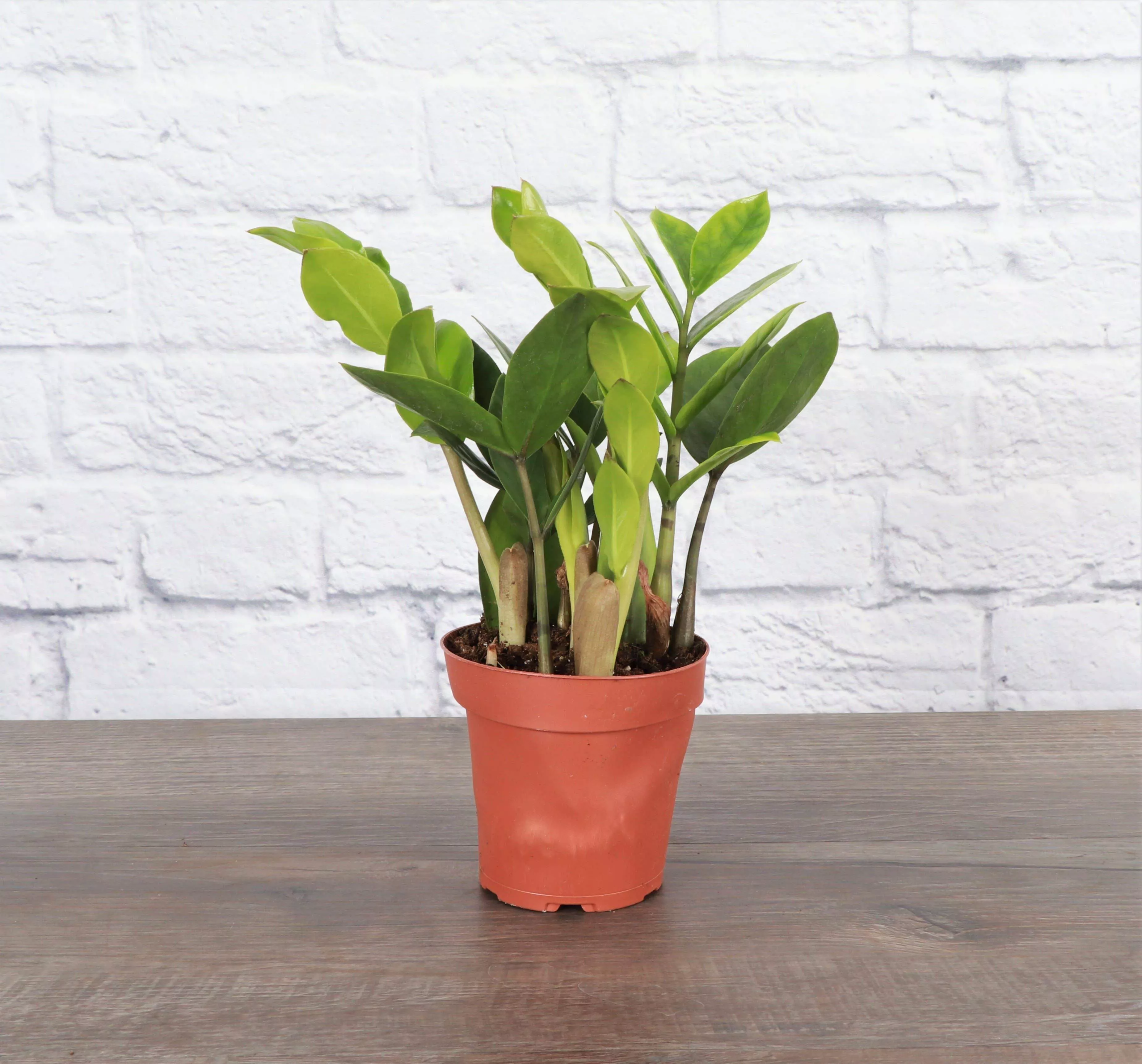 zz-plant-live-plant ZZ Plant - Live Plant: